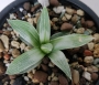 Хавортия (Haworthia Milky Way)