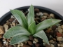 Хавортия (Haworthia Milky Way)