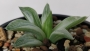 Хавортия (Haworthia Milky Way)