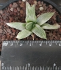 Хавортия (Haworthia Milky Way)