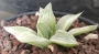 Хавортия (Haworthia Milky Way)