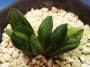 Хавортия (Haworthia Niji-no hana Nishiki)