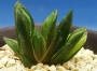 Хавортия (Haworthia Niji-no hana Nishiki)