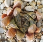 хавортия haworthia