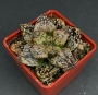 Хавортия (Haworthia picta cv. PANDORA MAGICBOX)