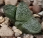 Хавортия (Haworthia picta GM 568)