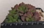 Хавортия (Haworthia Platbos)