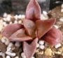 Хавортия (Haworthia retusa murasaki hybrid)
