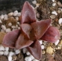 Хавортия (Haworthia retusa murasaki hybrid)