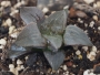 Хавортия (Haworthia retusa murasaki hybrid)
