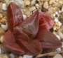 Хавортия (Haworthia retusa murasaki hybrid)