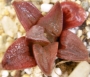 Хавортия (Haworthia retusa murasaki hybrid)