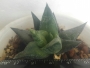 Хавортия (Haworthia rigida)