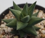 Хавортия (Haworthia rigida)