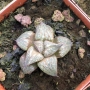 Хавортия (Haworthia splendens kintoun)