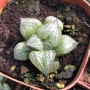 Хавортия (Haworthia splendens kintoun)
