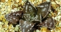 Хавортия (Haworthia starfish)