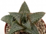 Хавортия (HAWORTHIA tessellata cv. Fang)