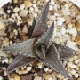 Хавортия (HAWORTHIA tessellata cv. Fang)