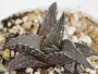 Хавортия (HAWORTHIA tessellata cv. Fang)