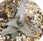 Хавортия (HAWORTHIA tessellata cv. Fang)