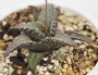 Хавортия (HAWORTHIA tessellata cv. Fang)