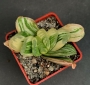 Хавортия (Haworthia truncata cv. Seiko Nishiki VARIEGATED)