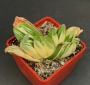 Хавортия (Haworthia truncata cv. Seiko Nishiki VARIEGATED)