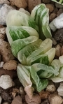 Хавортия (Haworthia truncata cv. Seiko Nishiki VARIEGATED)