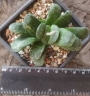 Хавортия трунката (Haworthia truncata seiko low variegated)