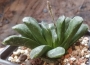 Хавортия трунката (Haworthia truncata seiko low variegated)