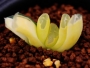Хавортия (Haworthia truncata variegata)