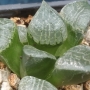 Хавортия (Haworthia 콤프토 hybrid)