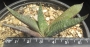 Хавортия лимифолия (Haworthia limifolia striata)