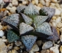 Хавортия пикта хибрид (Haworthia Picta hybrid)