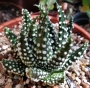 Хавортия пумила (Haworthia pumila)