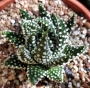 Хавортия пумила (Haworthia pumila)