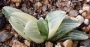 Хавортия вариегата (Haworthia variegata 수錦)