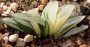 Хавортия вариегата (Haworthia variegata 수錦)