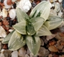 Хавортия вариегата (Haworthia variegata 수錦)