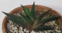 Хавортия вискоза, веноза (HAWORTHIA VISCOSA X VENOSA VAR. GRANULATA)