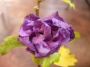 Хибискус градински, Дървовидна ружа (Hibiscus)
