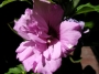 Хибискус градински, Дървовидна ружа (Hibiscus)