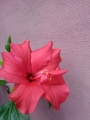 Хибискус цикламен (Hibiscus)