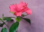 Хибискус цикламен (Hibiscus)
