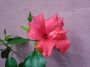 Хибискус цикламен (Hibiscus)