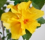 Хибискус, жълт, кичест (Hibiscus yellow)