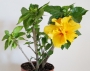 Хибискус, жълт, кичест (Hibiscus yellow)
