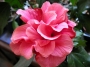 Хибискус кичест  стаен  цикламен Китайска роза (Hibiscus)