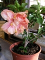 Хибискус кичест (Hibiscus)